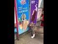 köpek dondurma