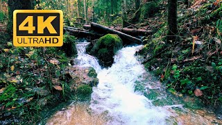 4K Restful Forest Stream 🍃NO MUSIC - Relaxing Nature Video with ambient sound for sleep, study, work