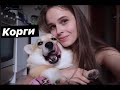 СОБАКА МЕЧТЫ. ПЕРВЫЕ 2 НЕДЕЛИ ДОМА. ЖИЗНЬ С КОРГИ  ♡