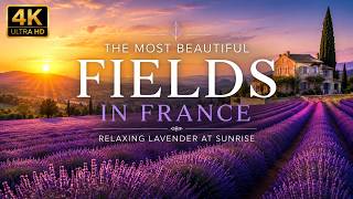 The Most Beautiful Fields in France: Relaxing Lavender at Sunrise screenshot 1