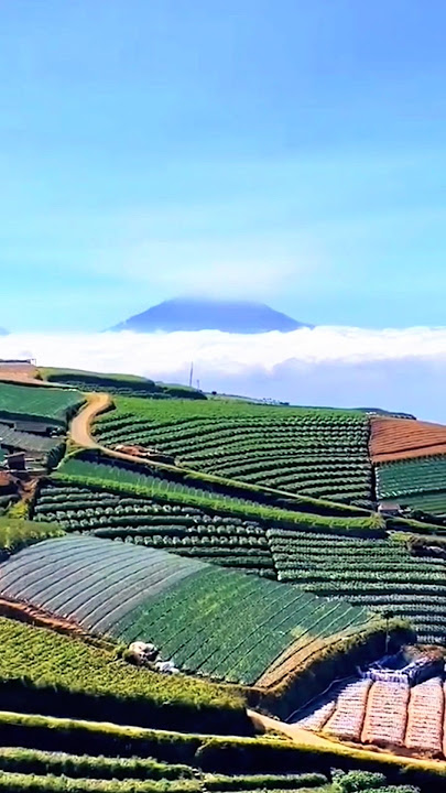 wow, like a carpet stretching across the slopes of Mount Sumbing