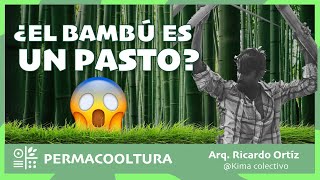 El bambú es un pasto!!! - Arq. Ricardo Ortíz by Permacooltura 52 views 2 years ago 5 minutes, 16 seconds