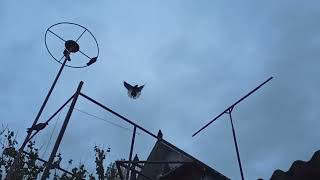 Николаевские голуби, полет 3 часа, часть 3.