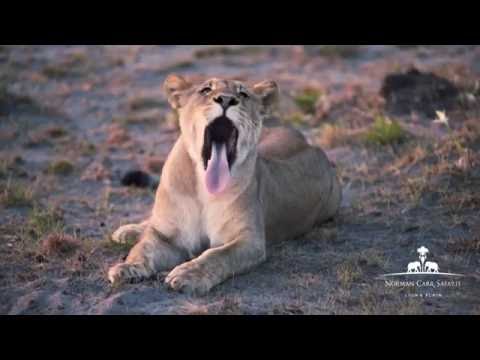 Time + Tide - King Lewanika by Norman Carr Safaris - Voice of the Plains