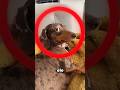 Porquê os cachorros OLHAM de canto de olho#curiosidades #dog #cachorro #shortvideo