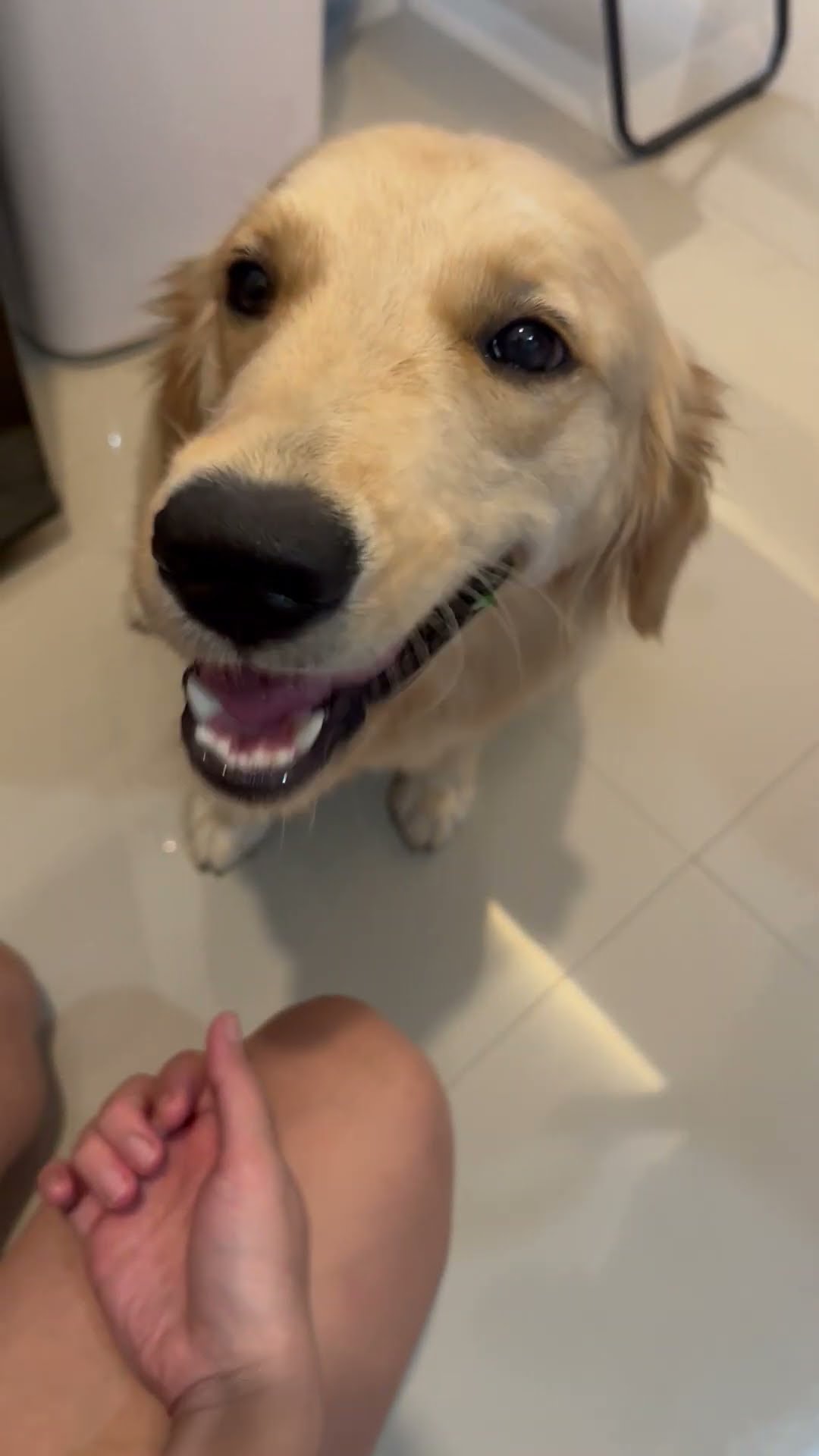 Tricking My Golden Retriever into Eating Broccoli || ViralHog