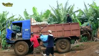 CERDAS!!! TERNYATA BEGINI CARA BERKEBUN PISANG SECARA MODERN