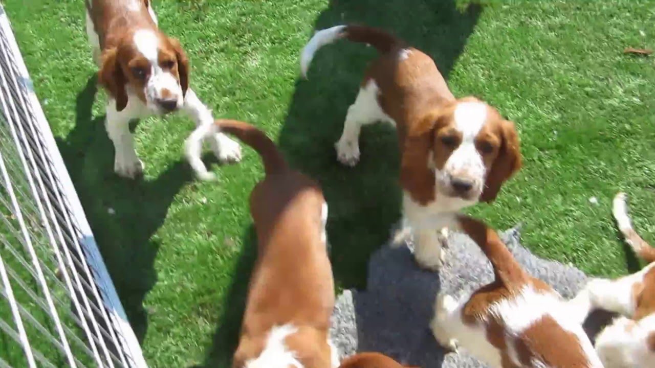 Jade´s litter of Welsh Springer Spaniel puppies - YouTube