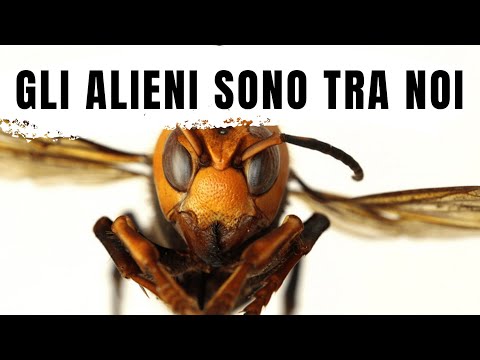 Video: Qual è la differenza tra specie aliene e invasive?