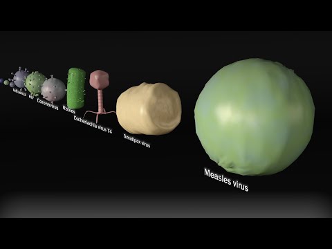 virus-size-comparison