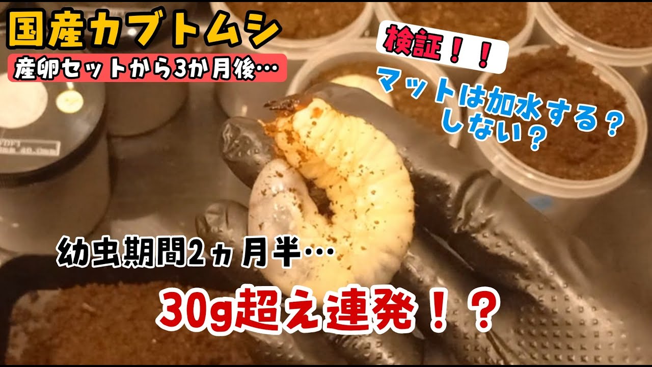 Japanese Rhinoceros Beetle Larvae] Protein Consecutively Gains