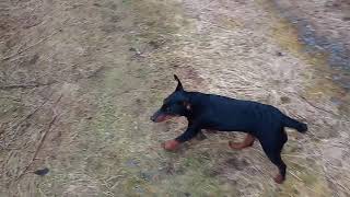 Nigra Beim Buschiertraining