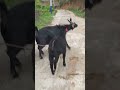 Goat love forever  #agrobusiness #goat #theothersideofmakebelieve