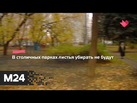 "Это наш город": москвичам объяснили правила уборки опавших листьев - Москва 24