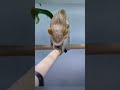 Хамелеон не успел прицелиться или таракан слишком хитрый? 🦎🦗😁