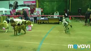 Выставка собак 14.04.19 г.Краснодар Выставка собак 14.04.19 г.Краснодар