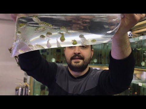 Video: Kirpi Balığı Hakkında 10 Gerçek