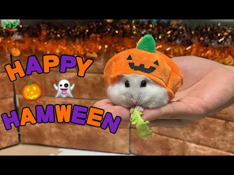 【ハムスター】Happy halloween party♪