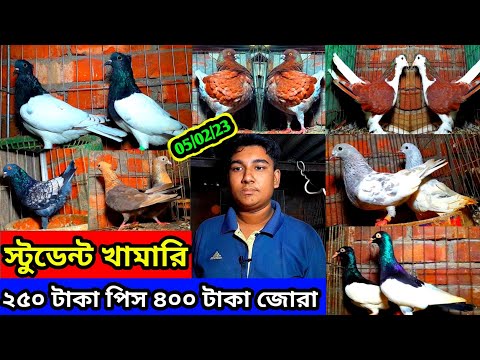 01714918632 স্টুডেন্ট এর খামার বিক্রি হবে | মাত্র ২৫০ টাকা পিস ৪০০ টাকা জোরা ফেন্সি কবুতর কিনুন