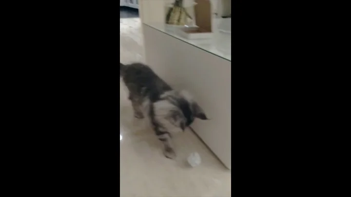 Watch the video about Adorable Maine Coon kitty cat fetching ball