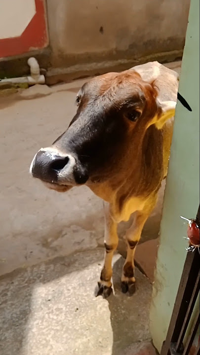 bokeh full frame asli  1 jam #youtubeshorts #narmada #narmadaparikrama #नर्मदापरिक्रमा #ytshorts