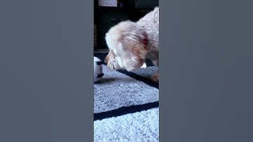 Ebo SE Robot  #ebo #Enabot #robot #petmonitoring #futureoftech #companion #ad