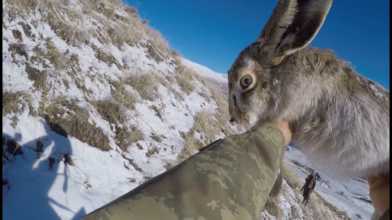 Karda Tavşan Avı Ustalardan İz Takip Öğrendik.