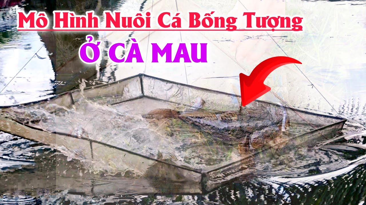 Mô Hình Nuôi Cá Bống Tượng Ở Cà Mau