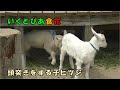 【いくとぴあ食花】 頭突きをする子ヤギ