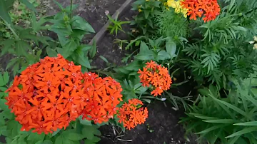 🌱Лихнис ! Неприхотливый многолетник ! 🌱
