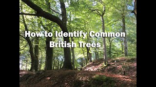 How to identify common British trees