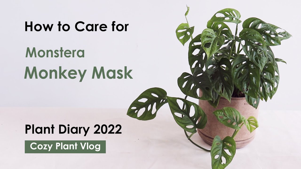 Monstera monkey mask care tips, Plant Diary 2022 Cozy Plant Vlog for caring Monstera monkey mask