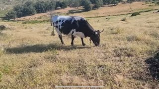 La Relojera No Quiso Ir Con La Manada Se Ha Quedado En La Sierra Sola