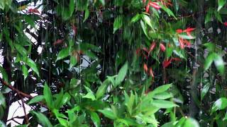 Drift Off Peacefully with Real Rain and Thunder Sounds for Sleeping | True Natural Storm Calm