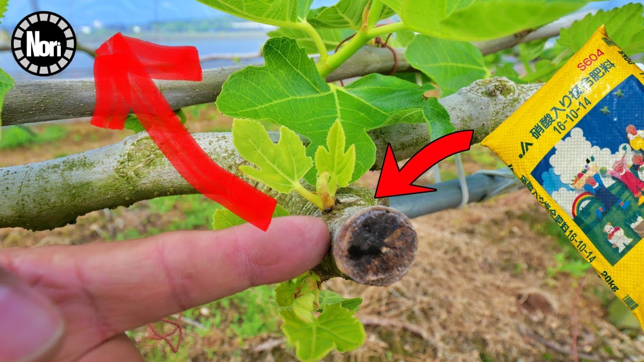 Инжир Зачем удобрять в мае и рекомендуемые удобрения