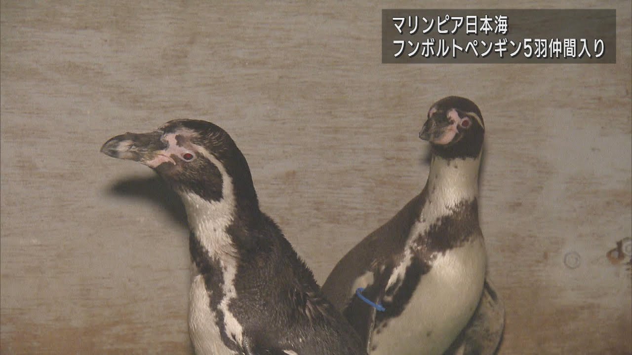 フンボルトペンギン5羽が仲間入り マリンピア日本海 UXニュース6月14日