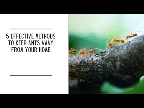 ⁣5 Effective Methods to Keep Ants Away from Your Home