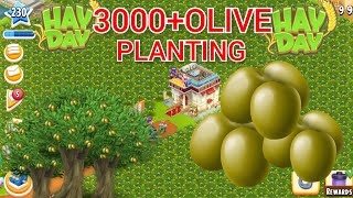 Hay Day 3000  Olive Tree Planting and gameplay level 230 #hayday#farming #gaming #harvesting #first 
