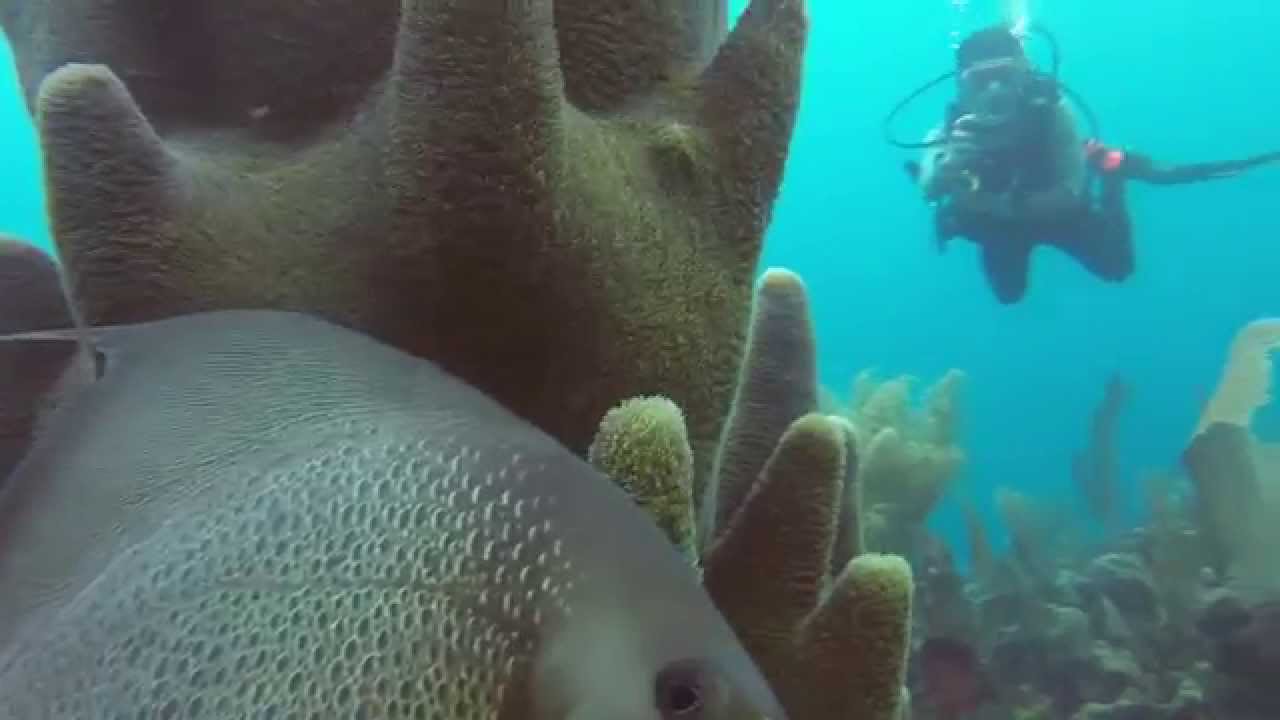 Diving in Utila Honduras