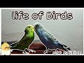 life cycle of birds in 1 minute| art edition
