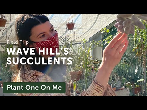 Tour WAVE HILL&rsquo;S SUCCULENT Greenhouse — Ep. 214