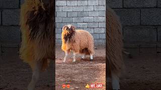 That Fleece Was Bigger Than The Dog