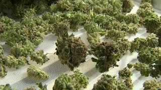 Marijuana votes in five states could have national impact