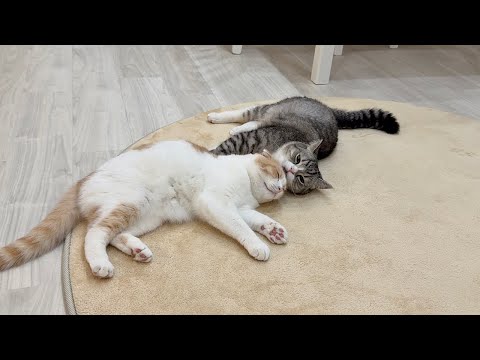 もちまる 運動音痴な猫たちは何㎝まで跳べるのか検証してみたらまさかの