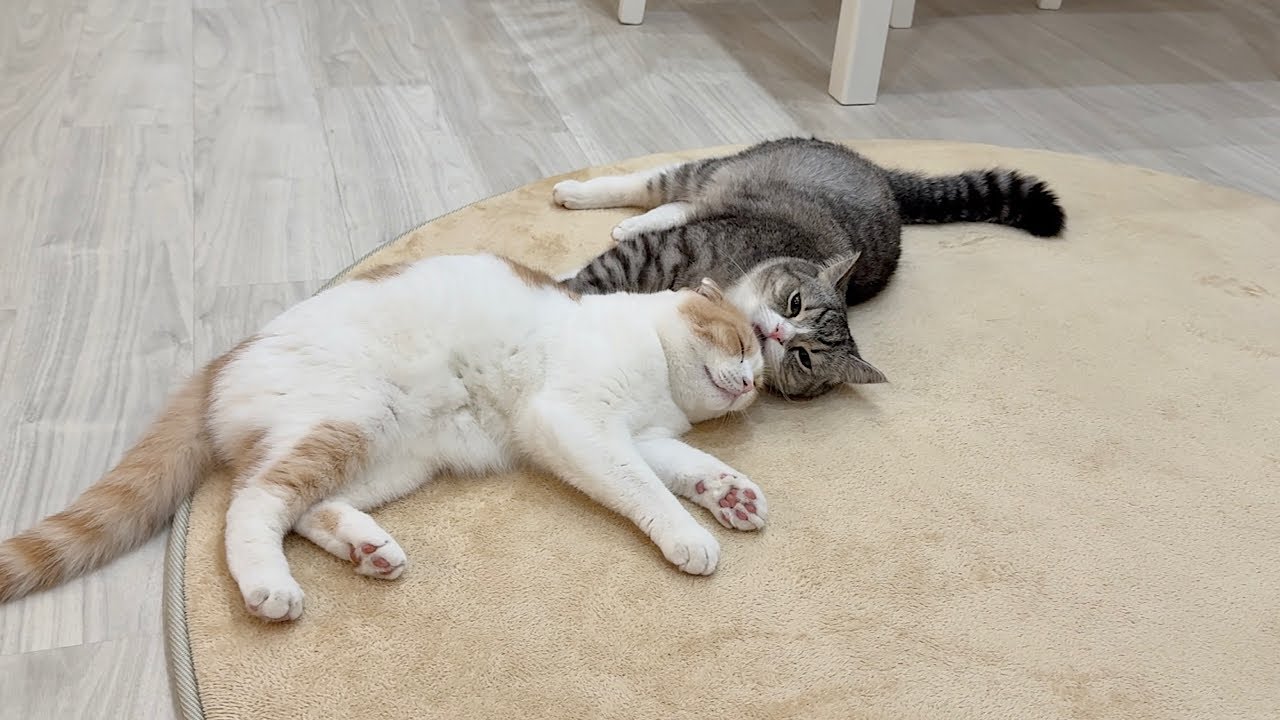 弟を毛繕いして寝かしつけてくれるまで成長した兄猫が頼もしすぎました