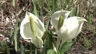 ミズバショウ約４００株が湿原で見ごろに　標高４００メートルにある植物園　三重・松阪市 (22/04/12 11:51)