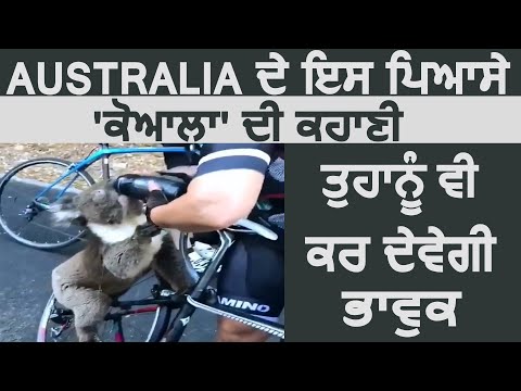 Australia के इस प्यासे Koala की कहानी आपको भी कर देगी भावुक