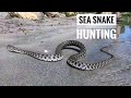 Подводная съемка морских змей / Sea snake hunting