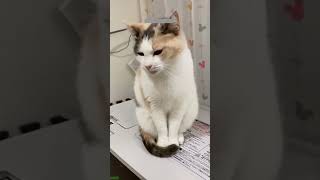 YouTube Cat acts brave - Cat 2026 🐾 Cat Lovers Only!