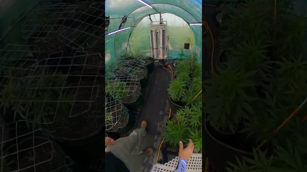 Hemp Garden 305